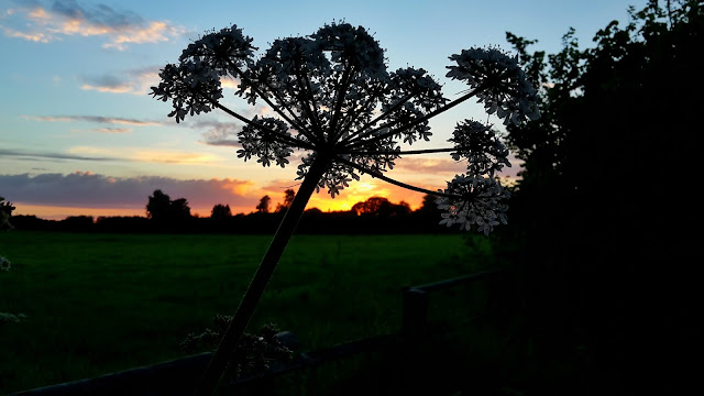 Project 366 2016 day 175 - Yoga sky // 76sunflowers