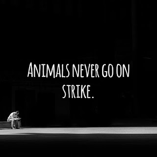 Animals never go on strike.