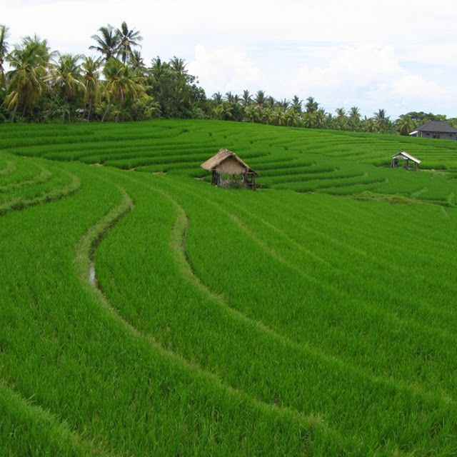 Panorama Sawah Berteras di Pulau Bali