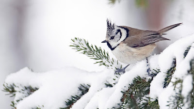 Beautiful Bird