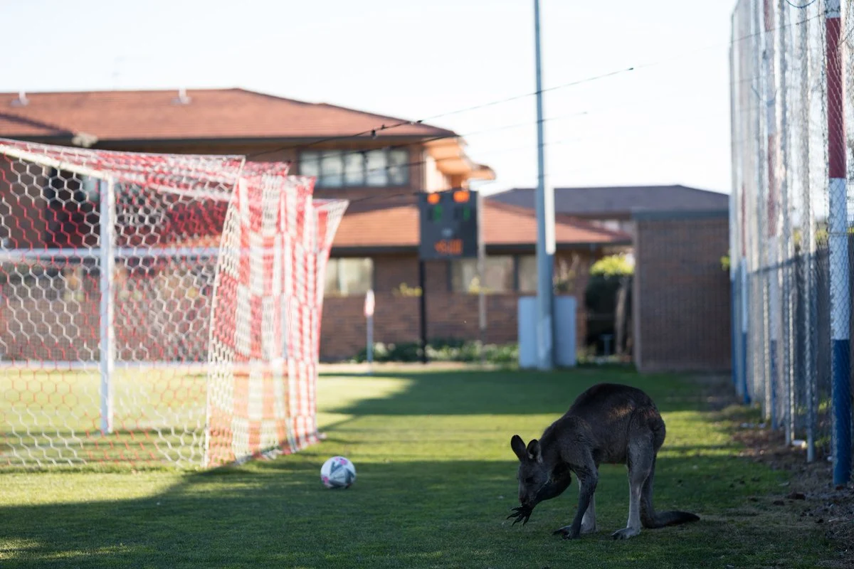 A kangaroo in Canberra, Australia gets into the World Cup mood