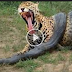 Monster boa constrictor versus bovine. Panther versus Giant python snake. 