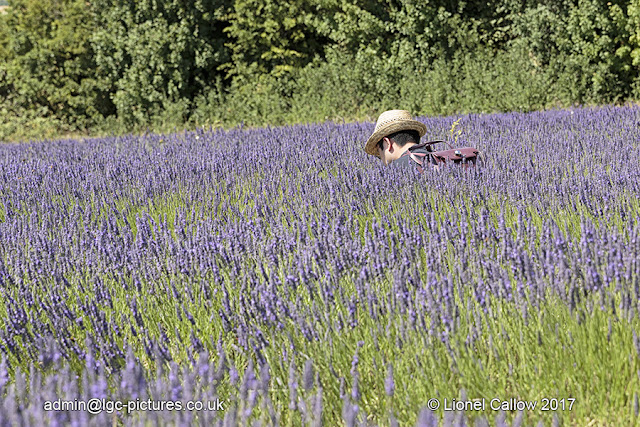 Cutting the lavender