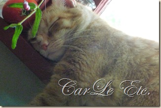 cats,black cats 008