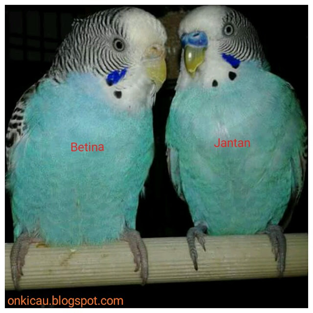 gambar burung parkit jantan dan betina