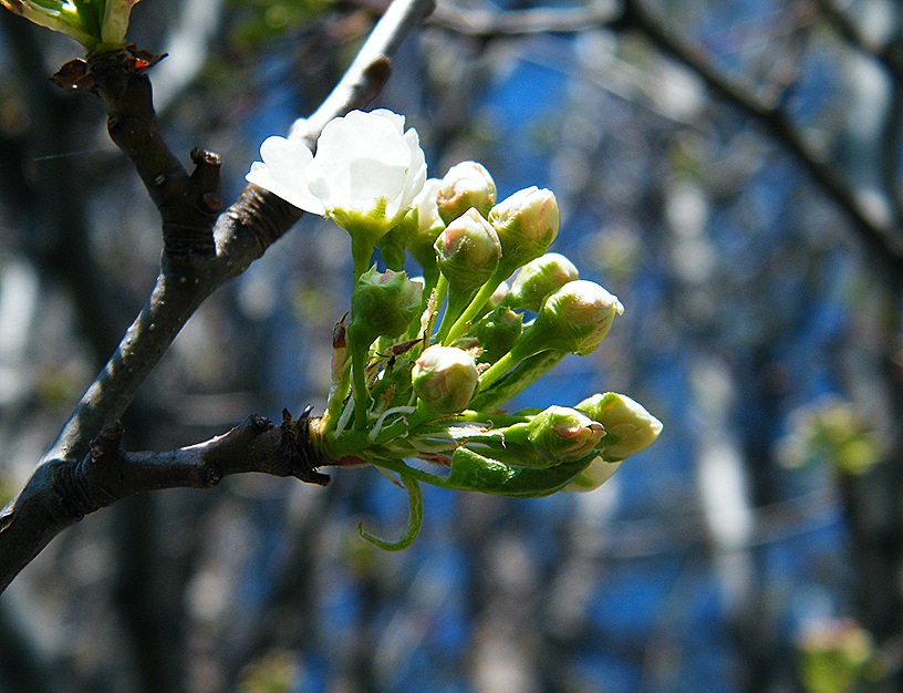 2011_0415spring0052