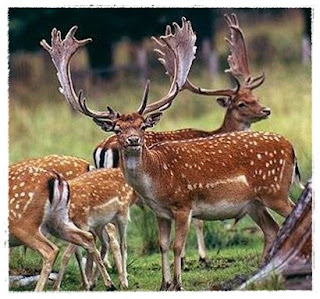 Gambar Rusa Hutan | Dunia Binatang