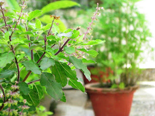 find more about tulsi holy basil https://shabarmantars.blogspot.in/2016/12/holy-basil.html