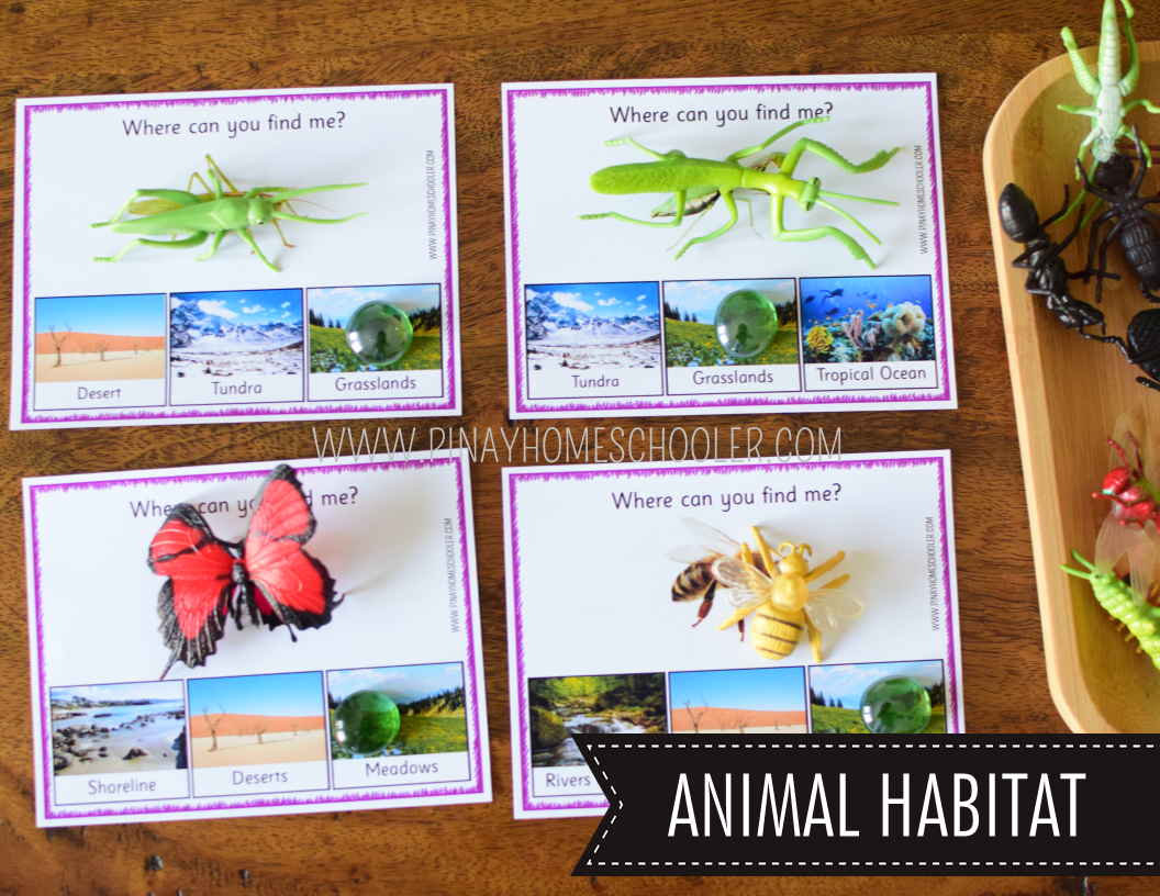 Insect Theme Printables: SAFARI TOOB INSECT Extension Activities