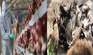 इंदौर और नीमच में मुर्गियों में बर्ड फ्लू की पुष्टि, चिकन मार्केट सात दिनों के लिए बंद | #NayaSaberaNetwork