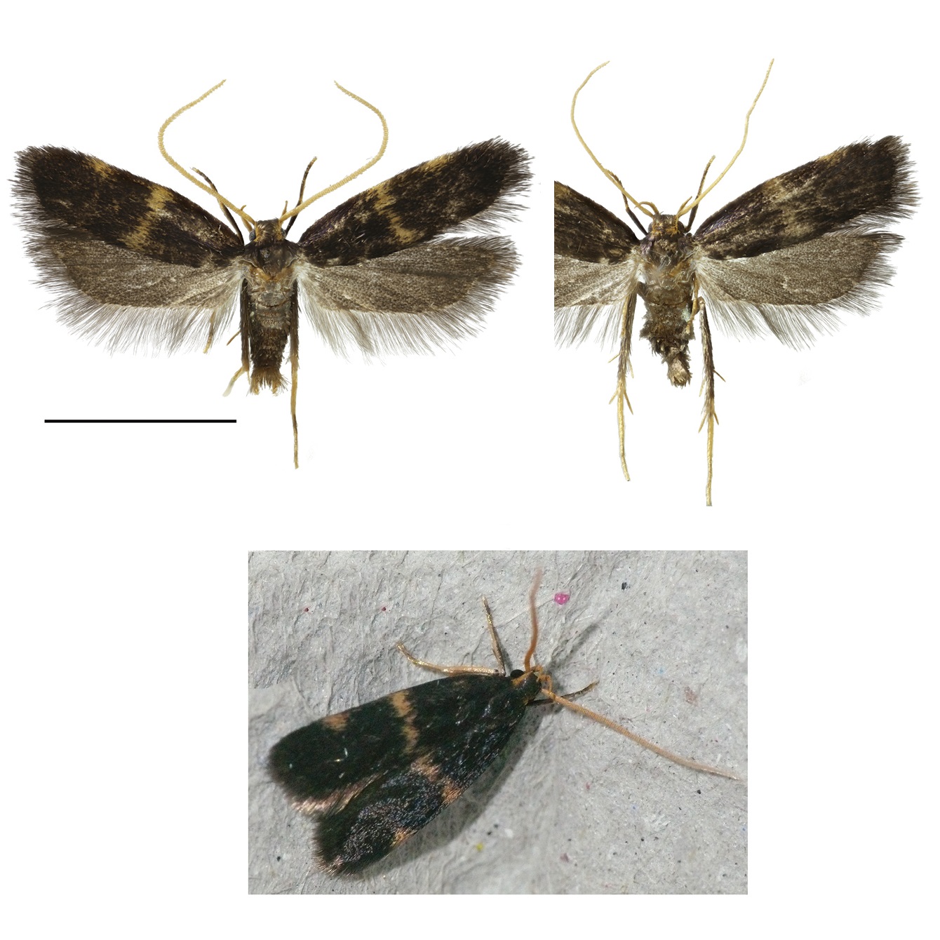 Species New to Science: [Entomology • 2023] Xenotorodor stygioxanthus ...