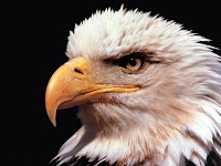 eagle