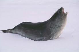 focas de Argentina Foca de Ross Ommatophoca rossii