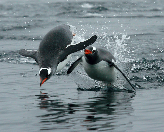 penguins in antarctica