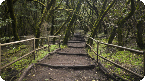 Bosque encantado. Parque Nacional de Garajonay. La Gomera