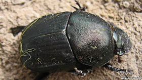 Dung Beetles Clean Air