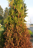 Arborvitae Dying4