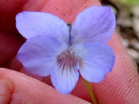 common blue violet