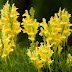 Linarita ( Linaria vulgaris )