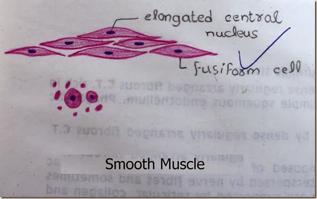 Histology Slides Database: January 2014