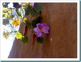 DSCF1661