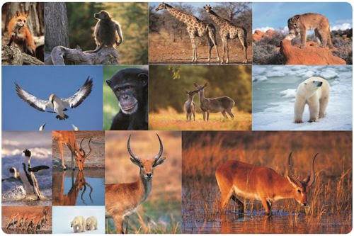 Pasarela por la sabana de Africa (14 fotos de animales) 