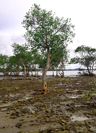 Pepohonan dan bebatuan di Pantai Jambat Kendawangan Ketapang photo