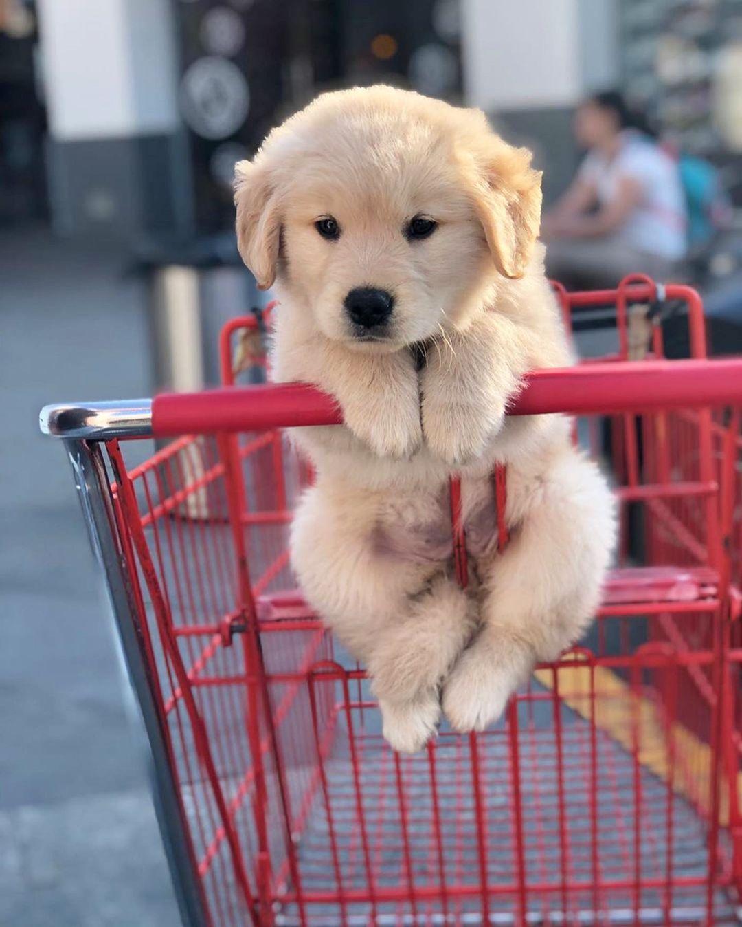 Coco the Golden Retriever