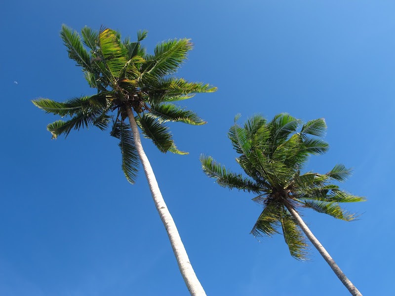 Konsep Kegunaan Pokok Kelapa, Paling Top!