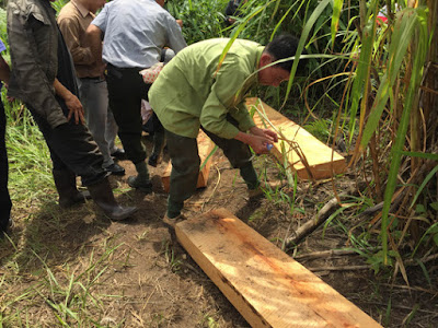 Những phách gỗ còn sót lại ở rừng Lâm Viên (TP Đà Lạt)