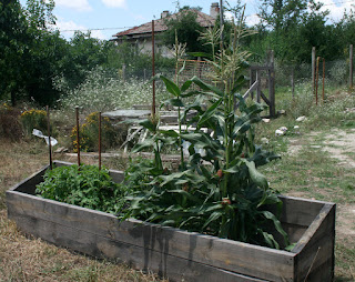 Raised bed with Corn and Tomatoes