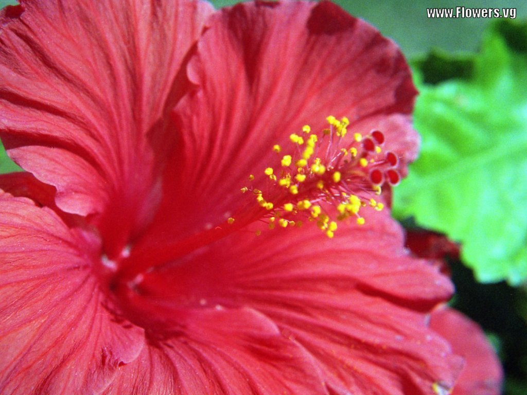 wallpaper hibiscus flower wallpaper hibiscus flower wallpaper hibiscus ...