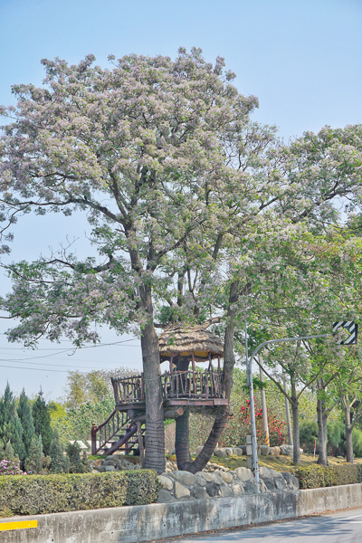 雲林莿桐樹子腳堤防公園苦楝花樹屋希望鳥巢、苦楝花觀景台