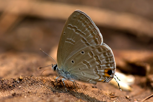 Catochrysops strabo the Forget-Me-Not butterfly