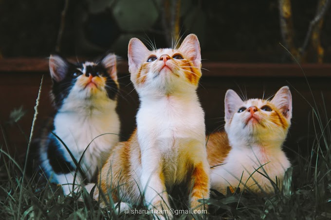 19 Keping Gambar Anak Kucing Yang Comel Lagi Imut