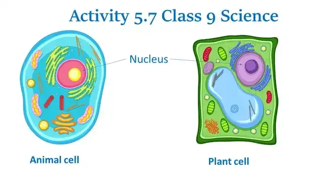 Activity 5.7 Class9 Science The Fundamental Unit of Life