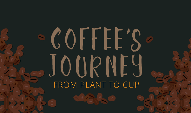 Coffee's Journey From Plant to Cup