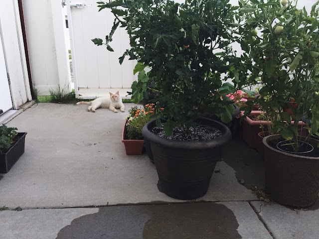 A container garden and a white cat // www.thejoyblog.net