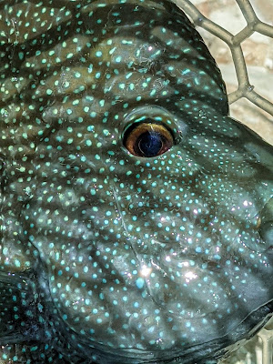 Year of the Rio, Rio Grande Cichlid, Texas Cichlid, Rio Grande Cichlid on the fly, Fly Fishing for Rio Grande Cichlid, Fly Fishing Texas, Texas Fly Fishing, YOTRio2021,