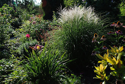 Miscanthus sinensis 'Kleine Silberspinne'