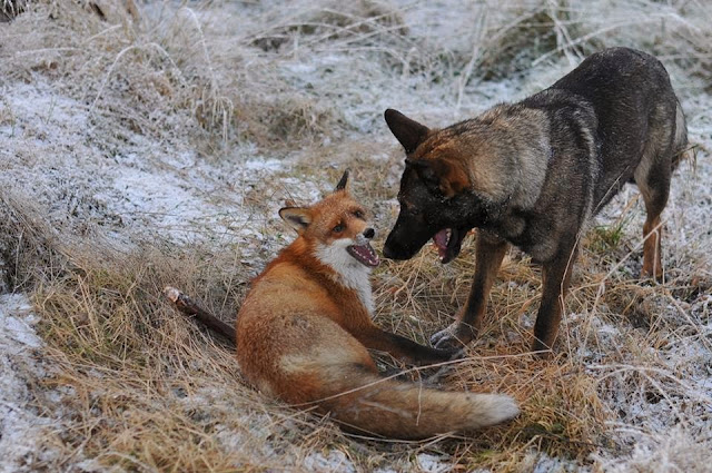 Dog and wild fox are best friends (10 pics), a dog makes friend with wild fox in Norway, fox and hound, animal friends, sable german shepherd dog, german shepherd pics, fox pics