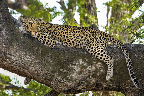 Leopards