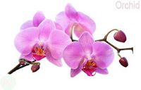 Orchid flower