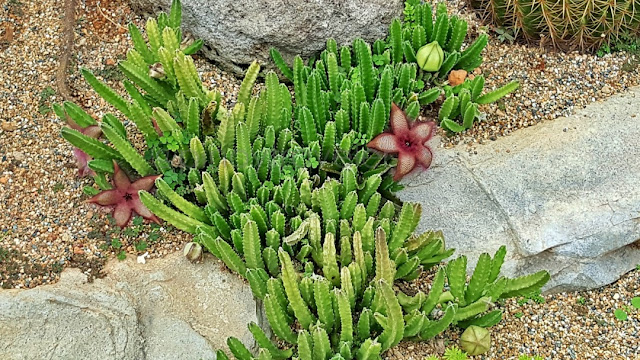 Changi Airport Terminal 1 Cactus Garden