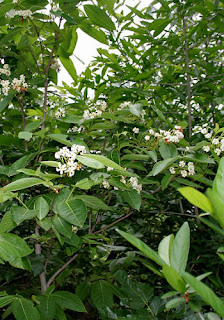 Connessi Bark Tree (Indrajau)