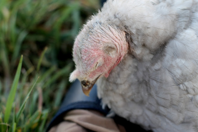 Sweet little turkey female asleep on my boot