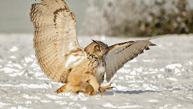 Snow Owl Hunting