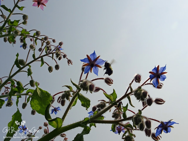 Borage & Bees 21 Photo Prints