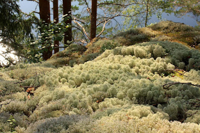 Cosy moss covered rock guillaume lelasseux 2009