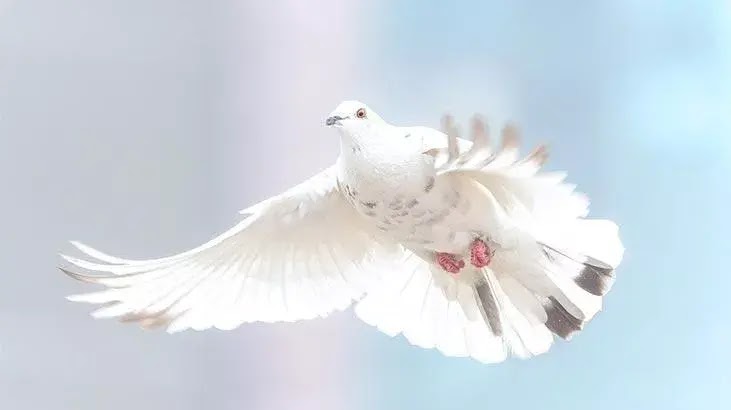 Rüyada Beyaz Güvercin Görmek Ne Anlama Gelir?
